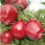 sadnice plod jabuke campspur