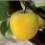 jabuka sadnice plod delicious clone b
