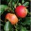 sadnice plod jabuke elstar