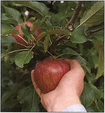 Branje jabuka