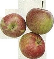 Preporučljive desertne jabuke 'Worcester Pearmain'