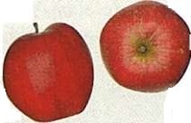 Preporučljive desertne jabuke 'George Cave'