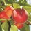 plod breskve springcrest
