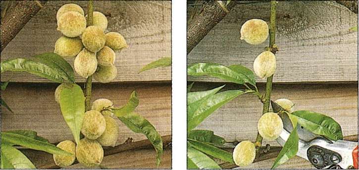 Proredjivanje plodova breskve i nektarine